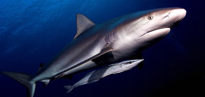 tiburonremora