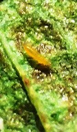Larva alimentándose de la hoja del frijol.