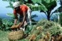 Foto tomada del artículo de la FAO