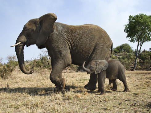 Tema 224. Elefante con sun cría