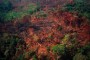 Un 85% de los incendios en la Amazonía se deben a
la deforestación ilegal. Foto WWF.