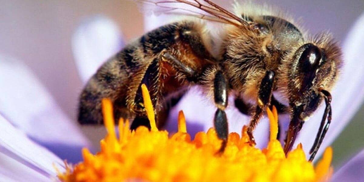 El-20-de-mayo-sera-el-Dia-Mundial-de-la-Abeja-1200x600