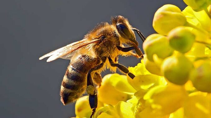abeja4-678x381