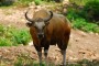 Tema 230. Banteng