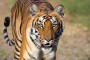 Tema 230. Tigre de Bengala (Pantera tigris tigris)