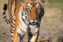 Tigre de Bengala (Pantera tigris tigris)