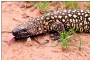 Lagarto escorpión Heloderma horridum / Foto: L. Fernández-Badillo