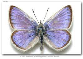 mariposa azul