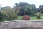 Ficus replantados por Eusebio Leal en el Castillo de La Real Fuerza