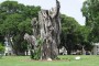 Ficus replantados por Eusebio Leal en el Castillo de La Real Fuerza