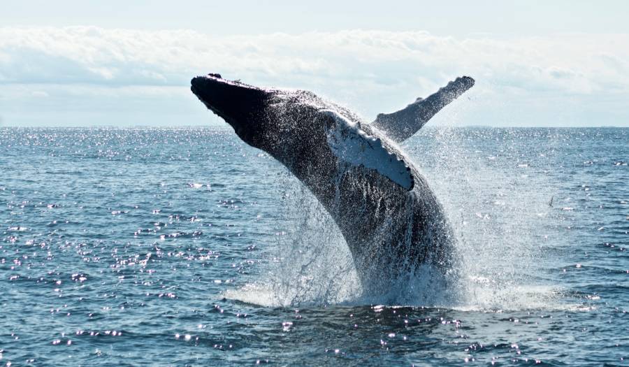 ballena
