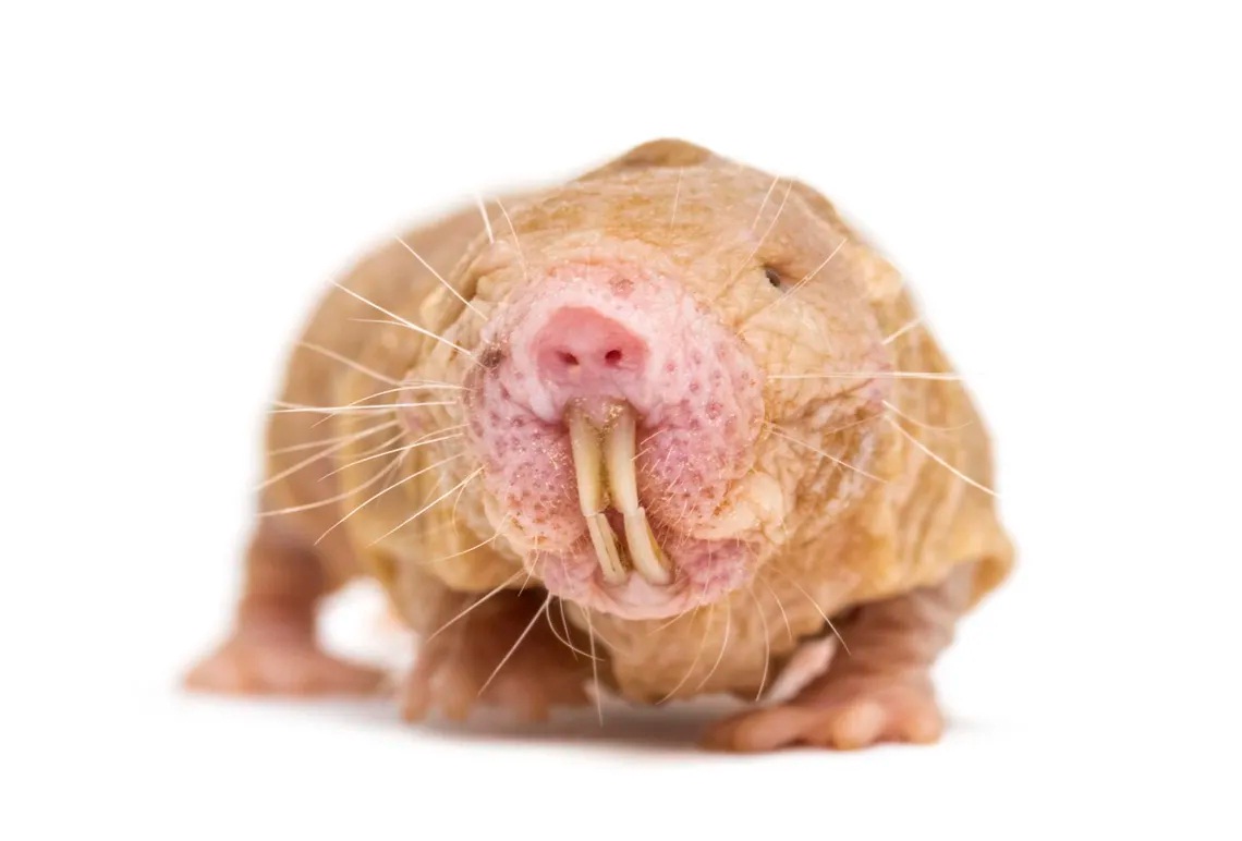 rata topo lampiña