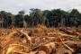 La tala de árboles se ha vuelto a incrementar en la Amazonia brasileña en los dos últimos años
