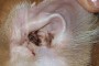 O. cynotis en el interior de una oreja de gato