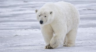 oso polar (Medium)
