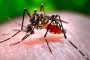 mosquito_aedes_aegypti