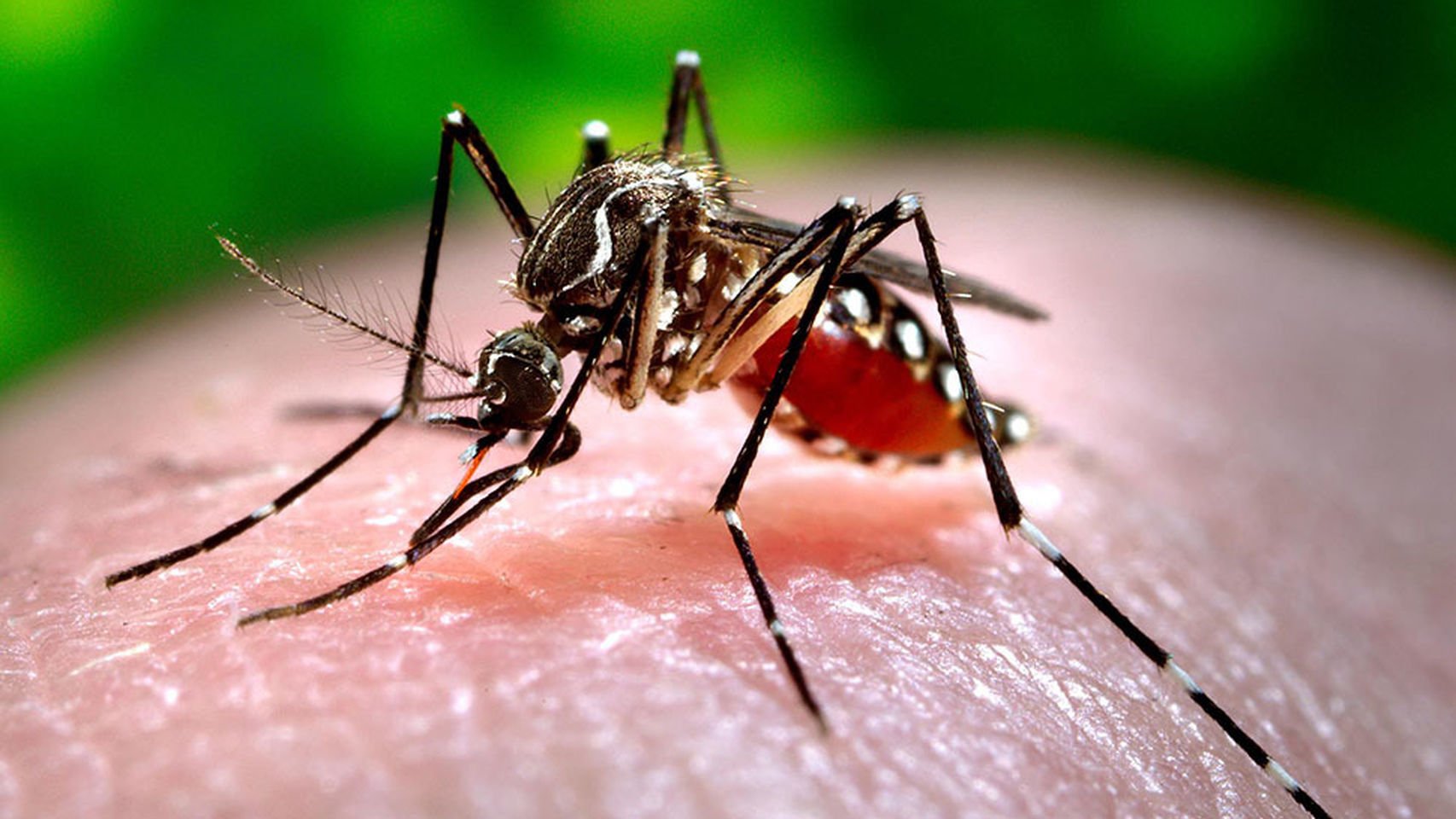 mosquito_aedes_aegypti