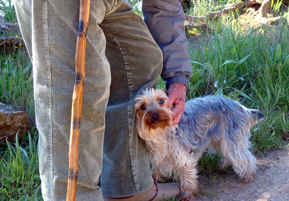 perro-con-anciano