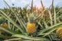 cuanto_tarda_en_crecer_una_pina_3213_orig