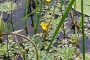 Ludwigia sedioides o flor mosaico. Especie criptogénica que se encuentra transformando algunos acuatorios importantes en la Isla de la Juventud.