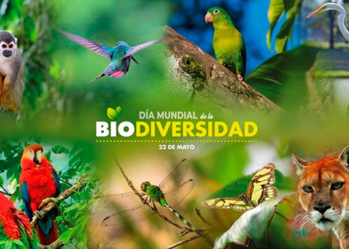biodiveersidad-dia-696x497