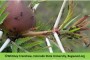 Acacia drepanolobium con hormigas C. mimosae