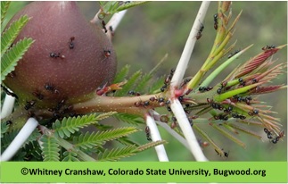 Acacia drepanolobium con hormigas C. mimosae