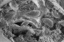 Acaros y huevos en la cavidad ocular de la polilla tigre tropical ampliado