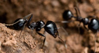 Hormigas de la especie Messor bouvieri