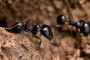 Hormigas de la especie Messor bouvieri