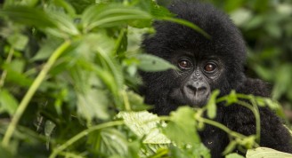 Mountain Gorilla (Gorilla beringei beringei) in the Virunga National Park. Democratic Republic of the Congo